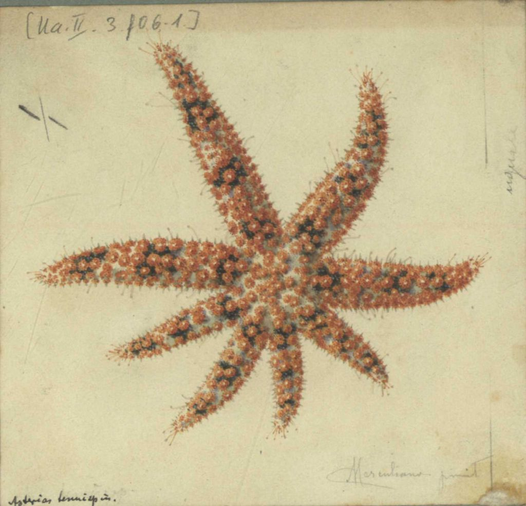 Aquarium of Naples: Entry Ticket