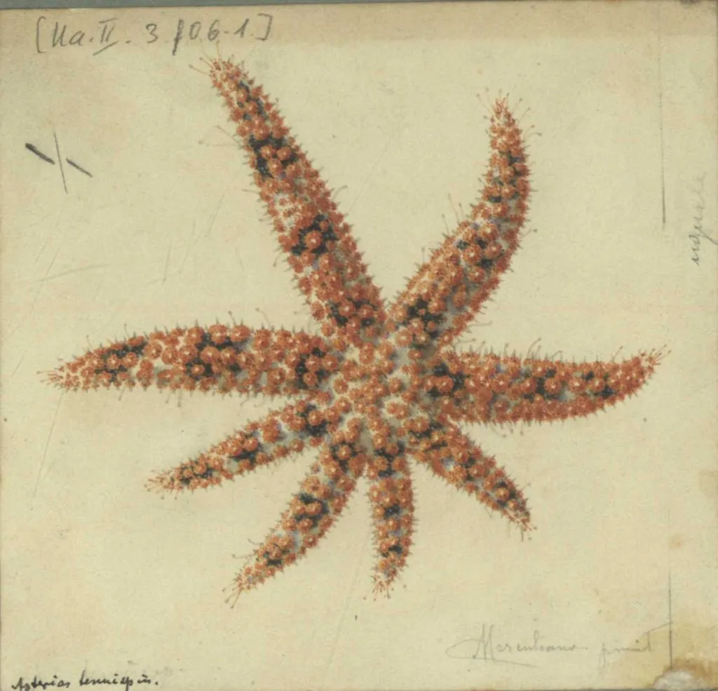 Aquarium of Naples: Entry Ticket
