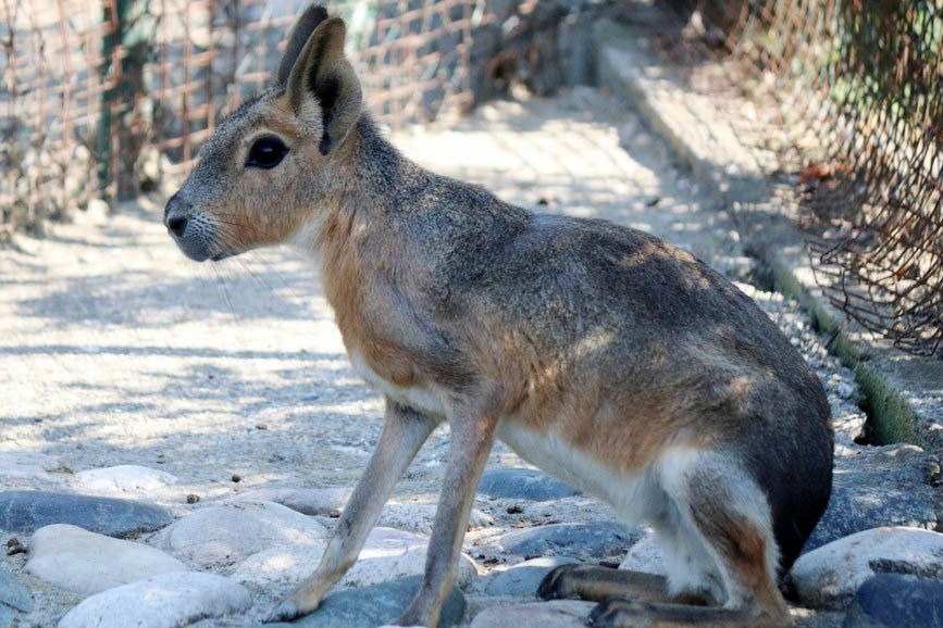 Oásis animal