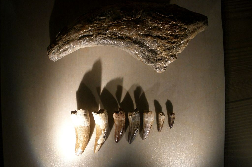 Museu de História Natural de Veneza: Bilhete de entrada