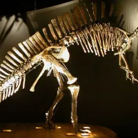 Natural History Museum of Venice: Entry Ticket