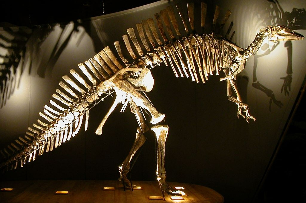 Natural History Museum of Venice: Entry Ticket