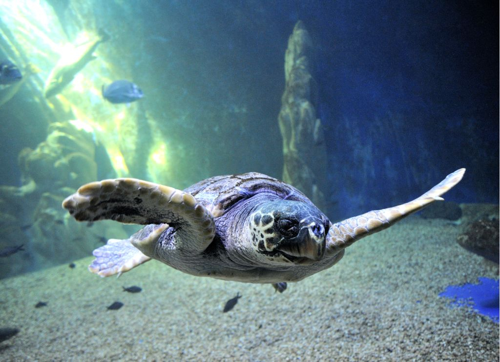Acquario di Cala Gonone: Biglietto d'ingresso