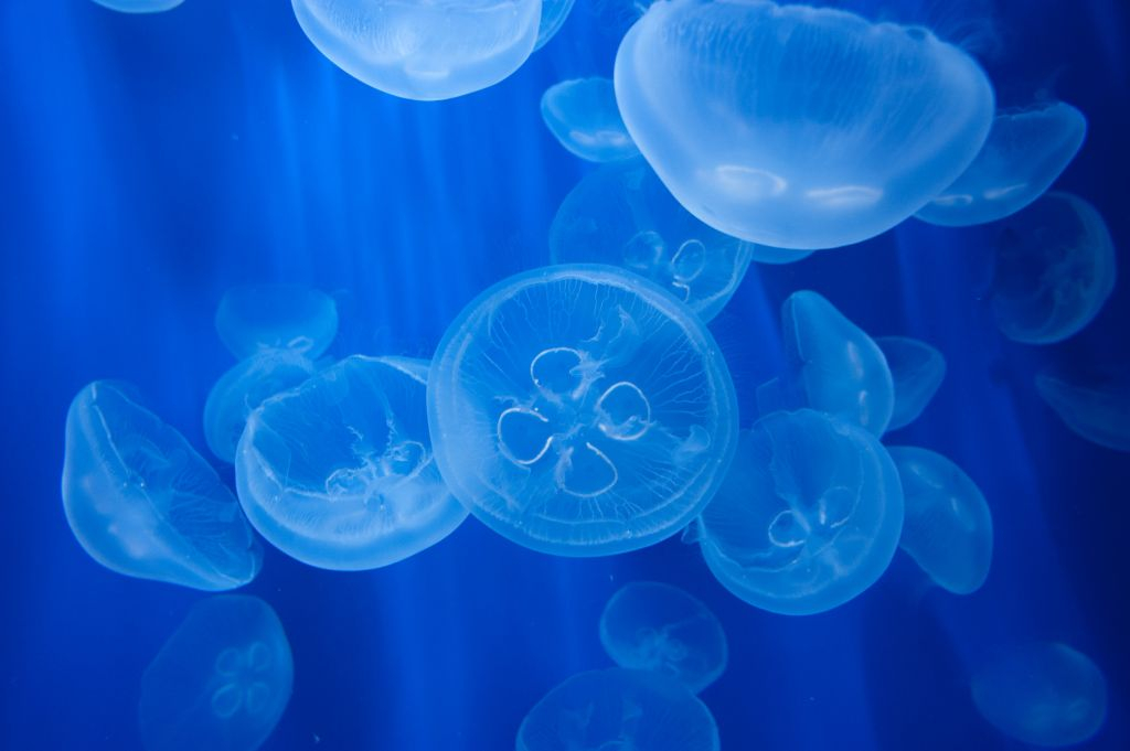 Aquarium of Genoa & Whale Watching Cruise