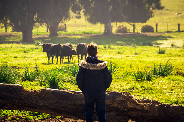 Visita al Bestiame di Toros Bravos a Madrid