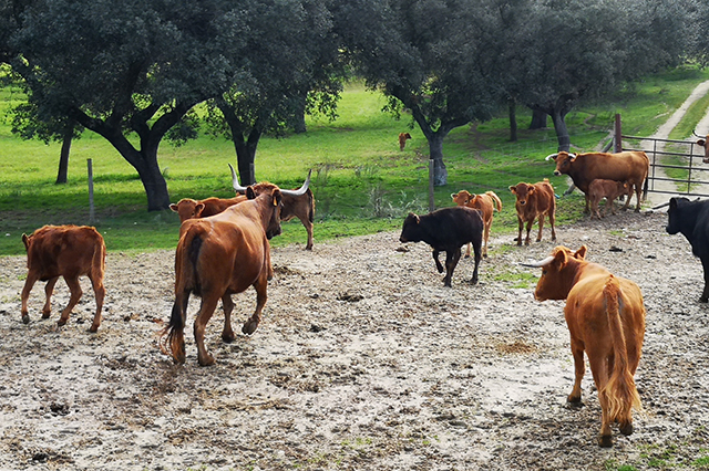 Visit to the Livestock of Toros Bravos in Madrid