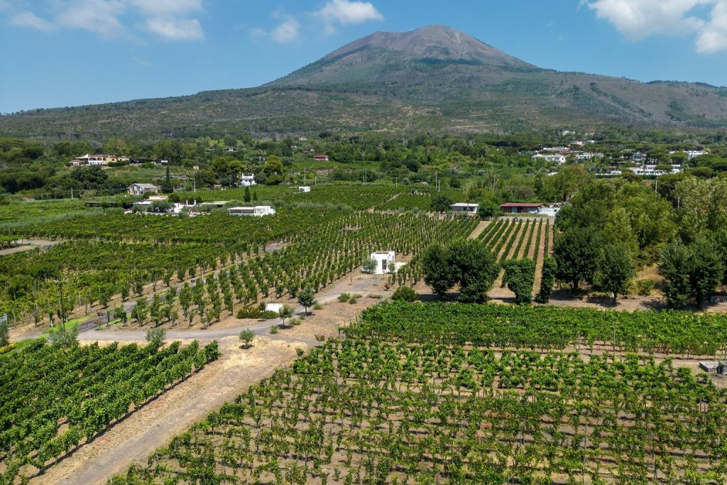 Vesuvius: Vineyards Tour + Wine Tasting and Lunch