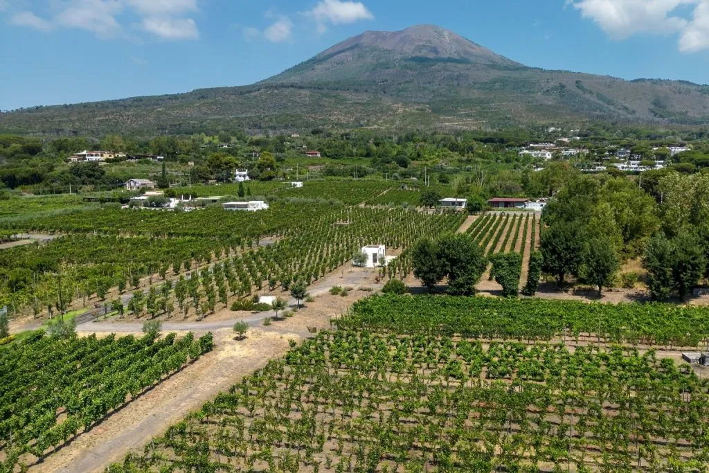 Vesuvius: Vineyards Tour + Wine Tasting and Lunch