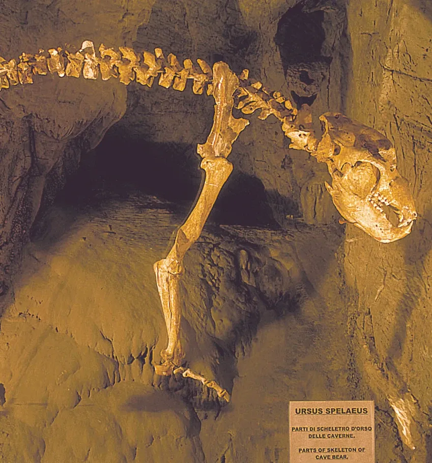Grotte di Toirano: Biglietto Fast Track
