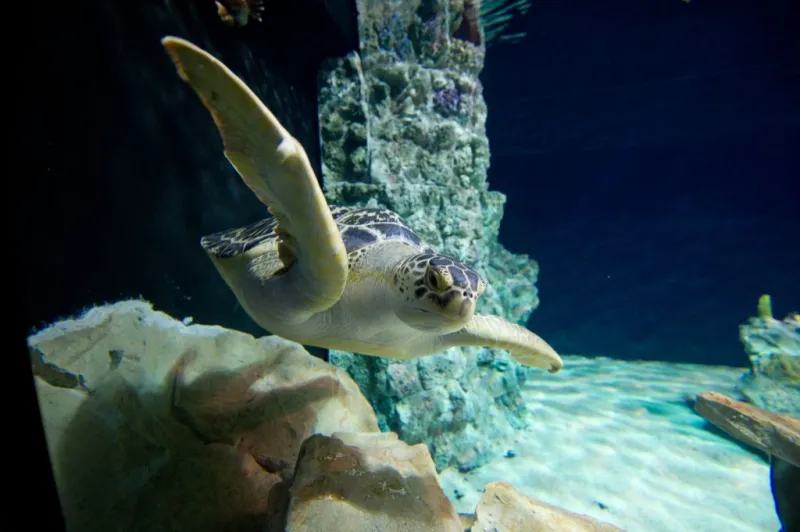 Acquario di Livorno: Biglietto d'ingresso