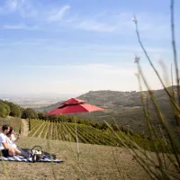 Corte Pavone Winery Estate