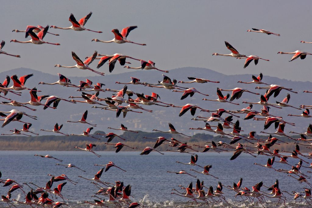 Promenade naturaliste à l'oasis WWF de la lagune d'Orbetello