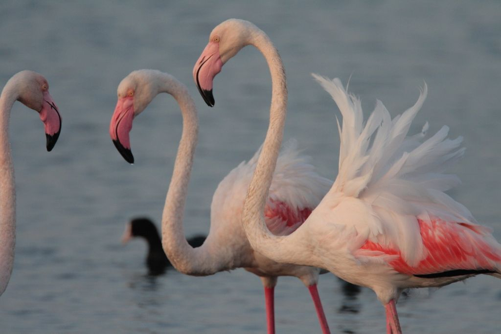 Promenade naturaliste à l'oasis WWF de la lagune d'Orbetello