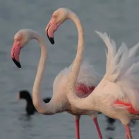 Naturalistic Walk to the WWF Oasis of Orbetello Lagoon