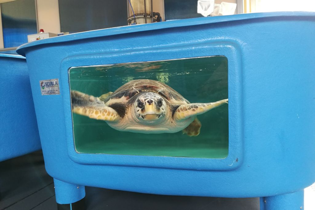 Turtle Point: Biglietto d'ingresso