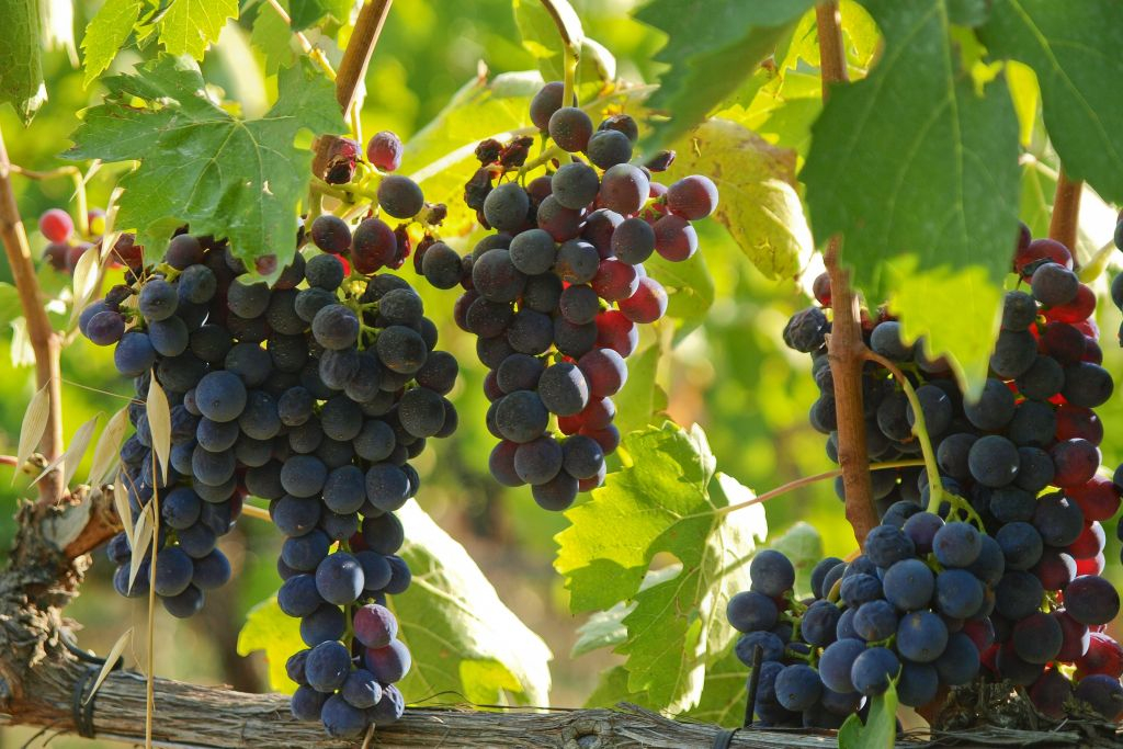Val D'Orcia, Montepulciano & Pienza: Day Trip from Florence