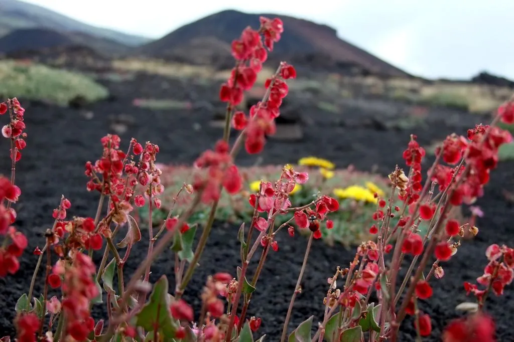 Escursione sull'Etna - Trasporto da Catania