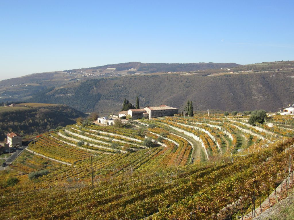Verona: Tour delle cantine della Valpolicella con un viticoltore
