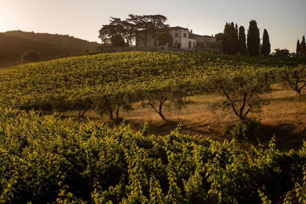 Siena: VIP Wine, Oil and Food Tasting at Tuscany Vineyard