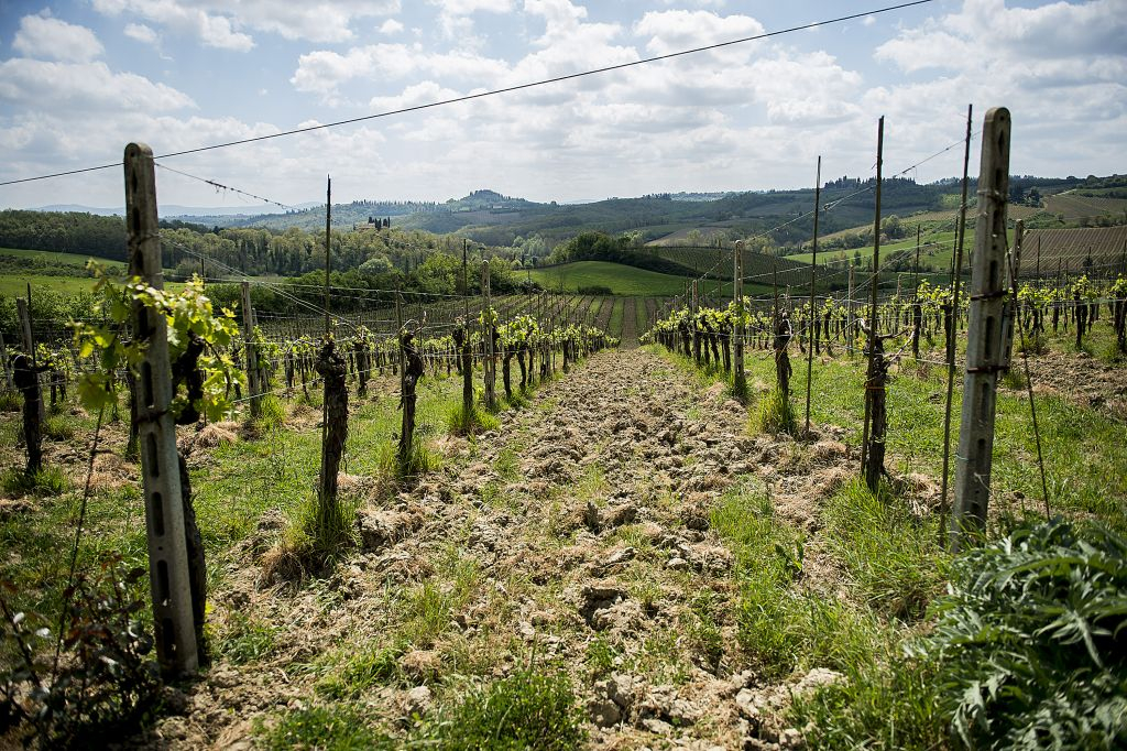 Pisa, San Gimignano & Siena: Day Trip from Florence + Siena City Tour + Lunch
