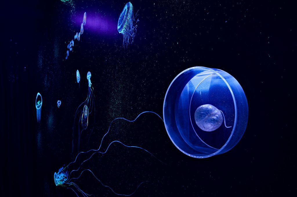 Trieste: Biodiversitario Marino (BioMa)