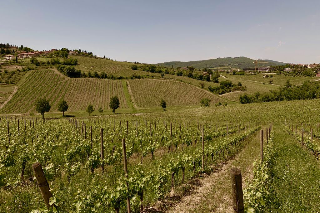 Chianti Hills: Wine Experience from Florence