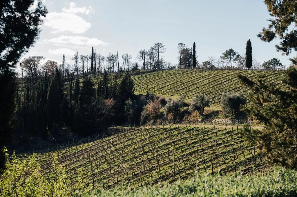 Chianti Hills: Wine Experience from Florence
