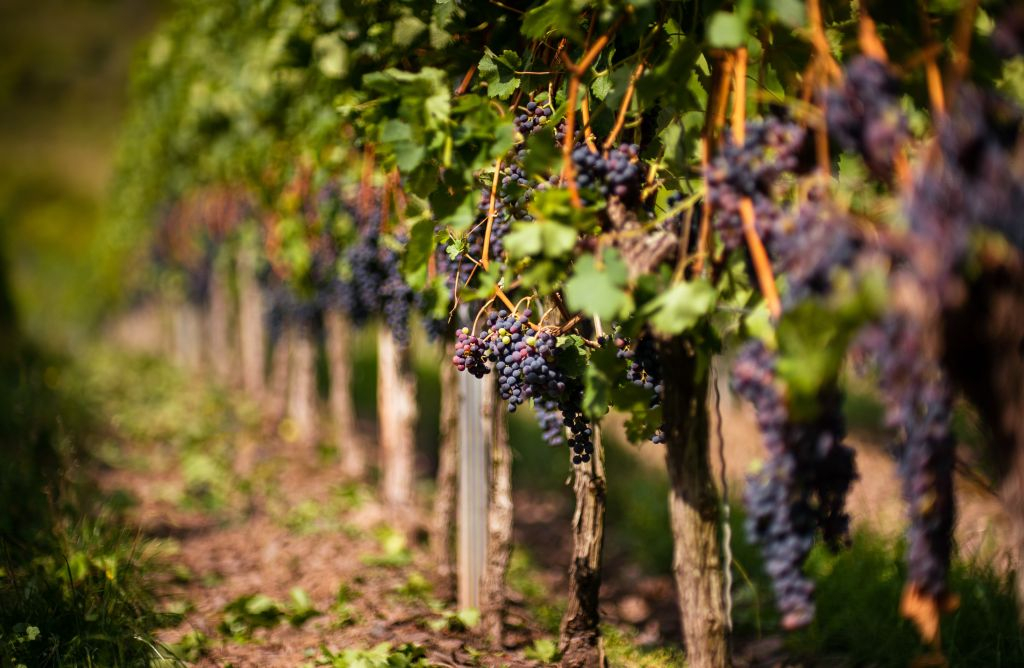 Chianti Hills: Wine Experience from Florence