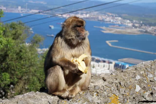 Guided Tour of Gibraltar with Rock Tour from Seville 