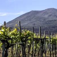 Vesuvius: Wine Tasting