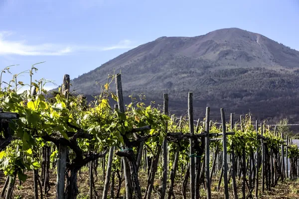 Degustação de vinhos no Vesúvio