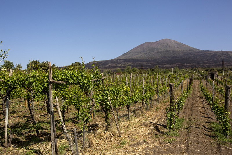 Vesuvius: Wine Tasting