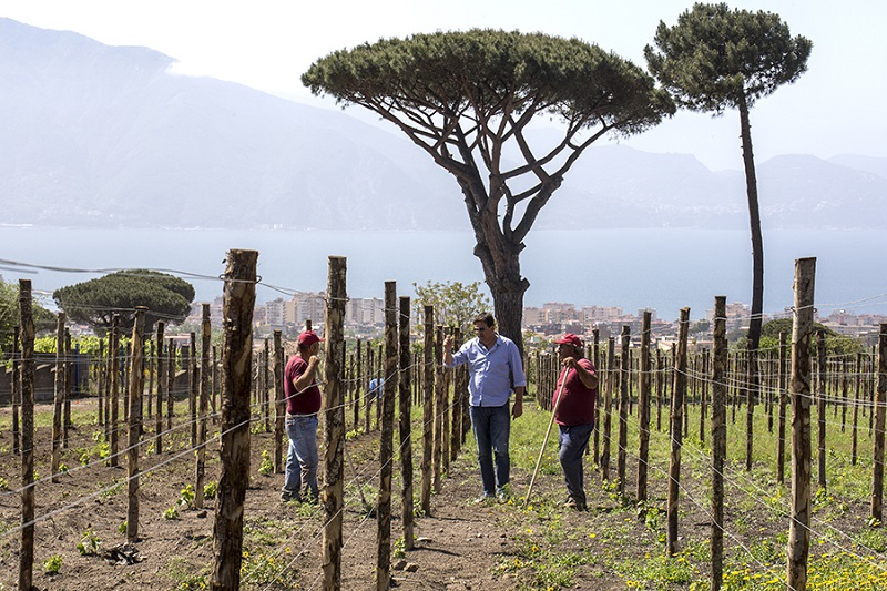 Vesuvius: Wine Tasting