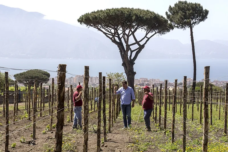 Vesuvius: Wine Tasting