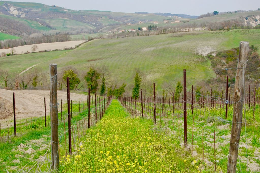 Tuscan Countryside: Day Trip from Rome with Lunch