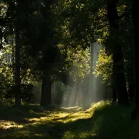 Bosco WWF Vanzago: Guided Excursion
