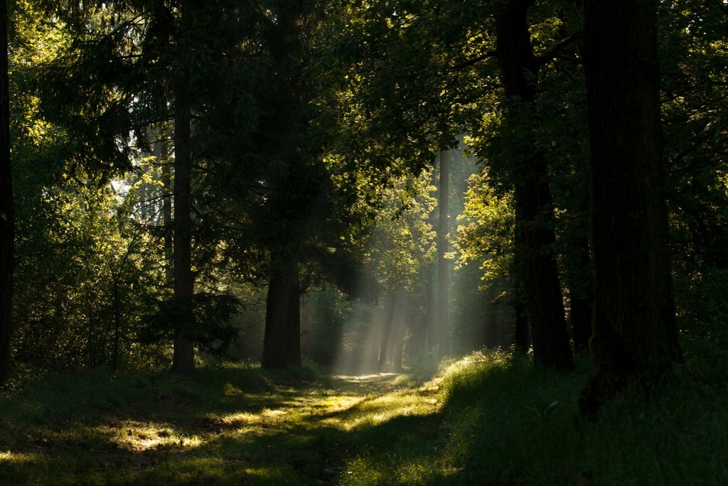 Bosco WWF di Vanzago: Escursione Guidata