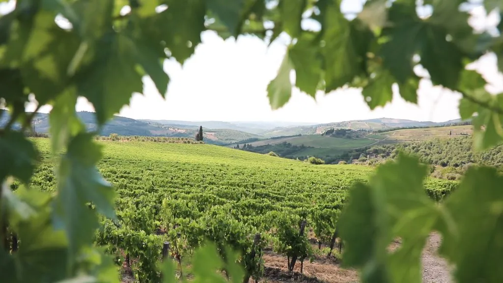Chianti Region: Day Trip from Florence + Vineyard Tour
