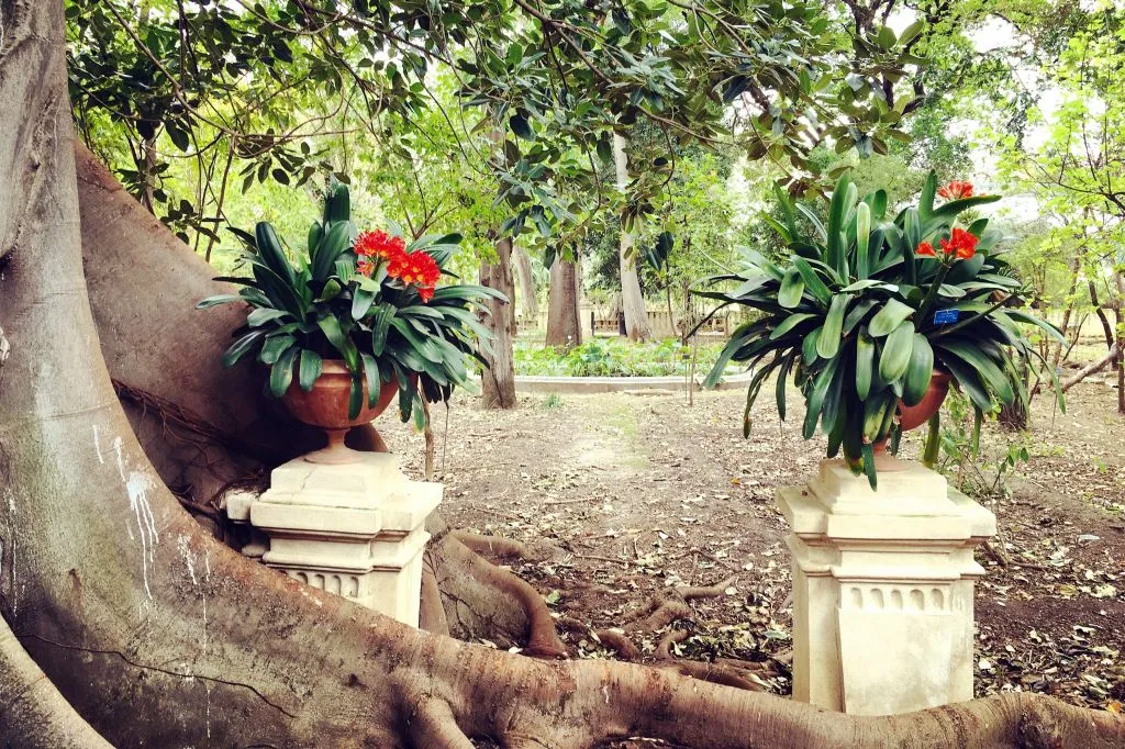 Palermo Botanical Garden: Entry + PemCards Postcard