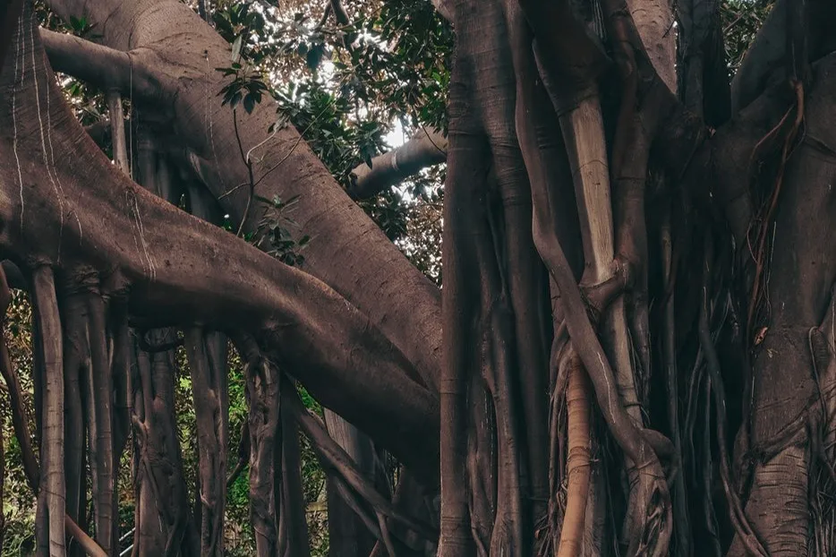 Palermo Botanical Garden: Entry + PemCards Postcard