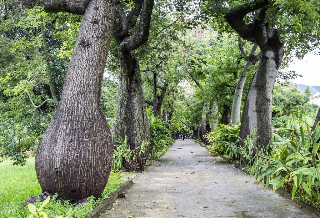 Palermo Botanical Garden: Entry + PemCards Postcard