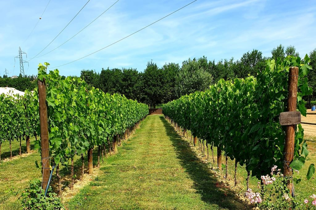 Florence: Wine Tastings + Minivan Tour