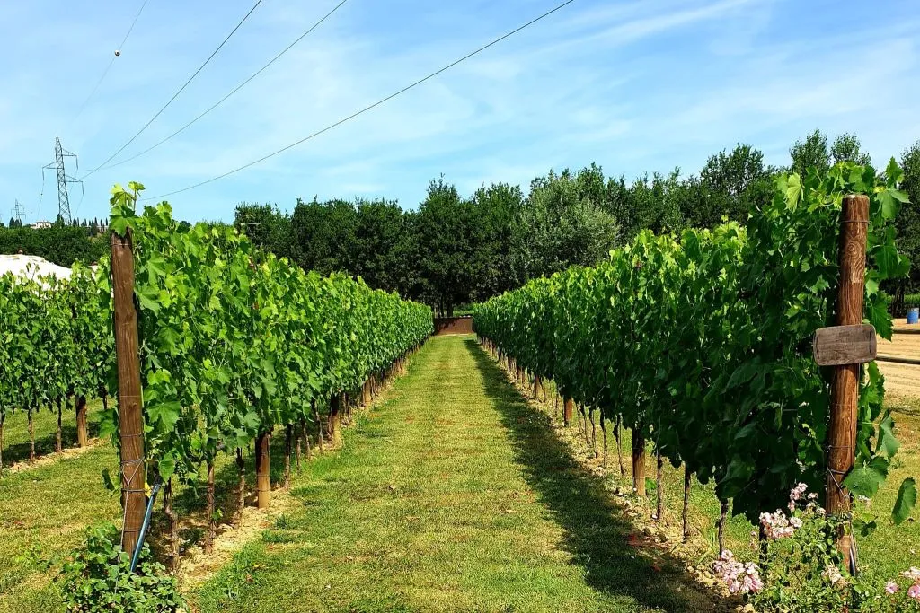 Florence: Wine Tastings + Minivan Tour