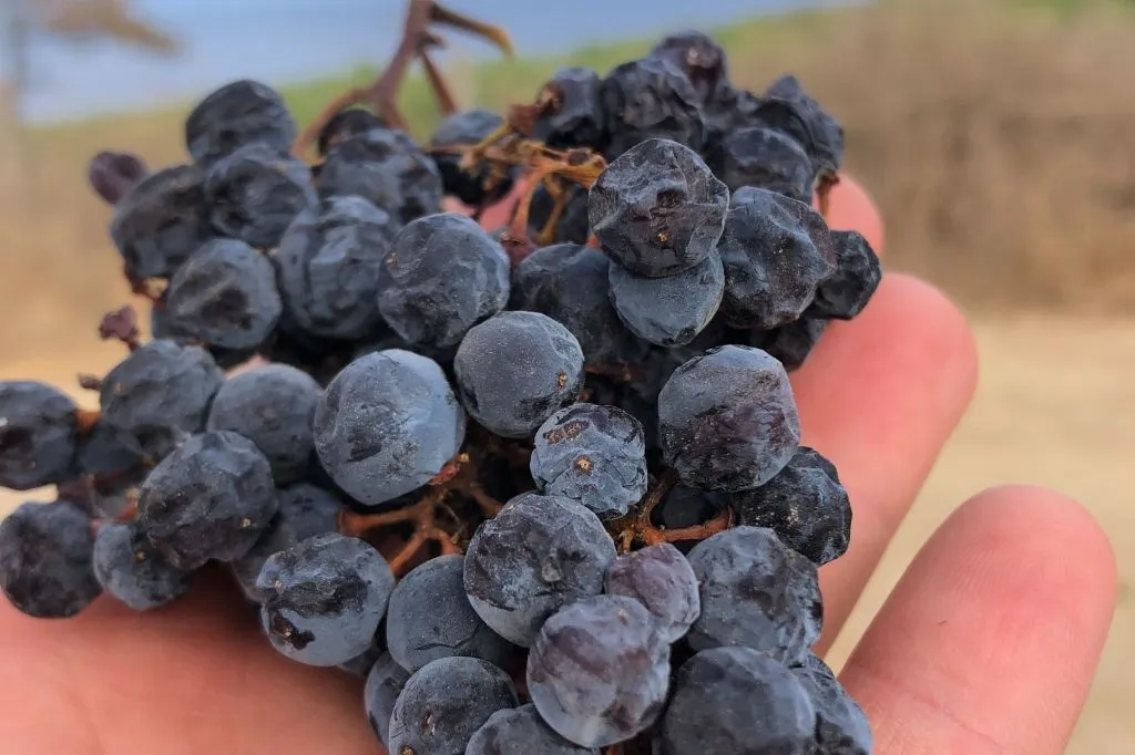 Degustazione di vini e visita alla cantina dell'autore