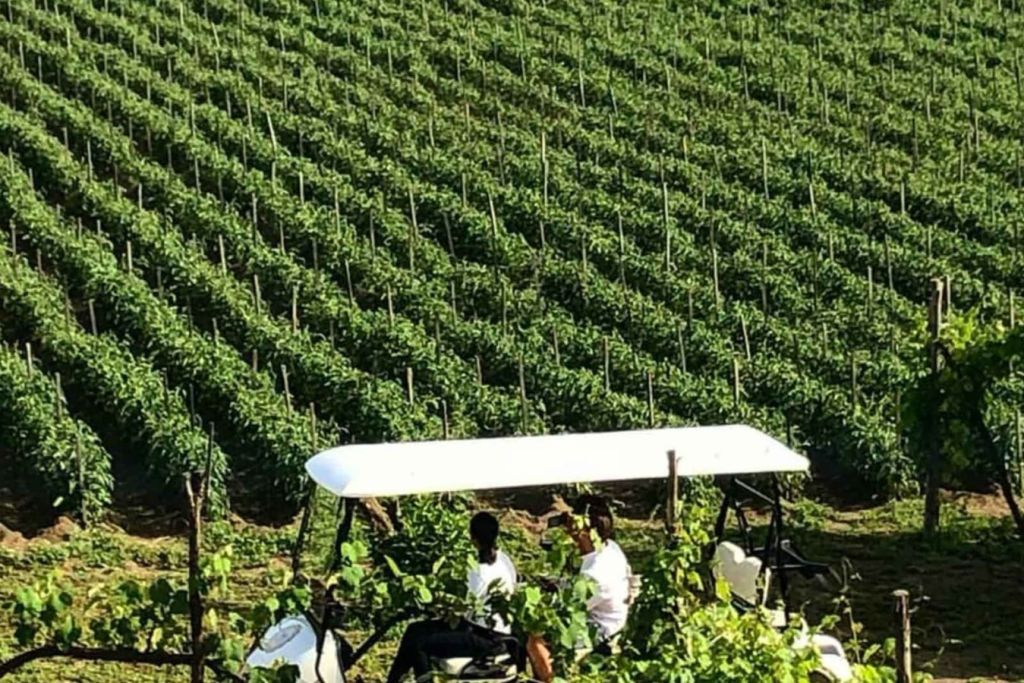 Pompeii Local Wine Tasting with Cellar Tour & Lunch