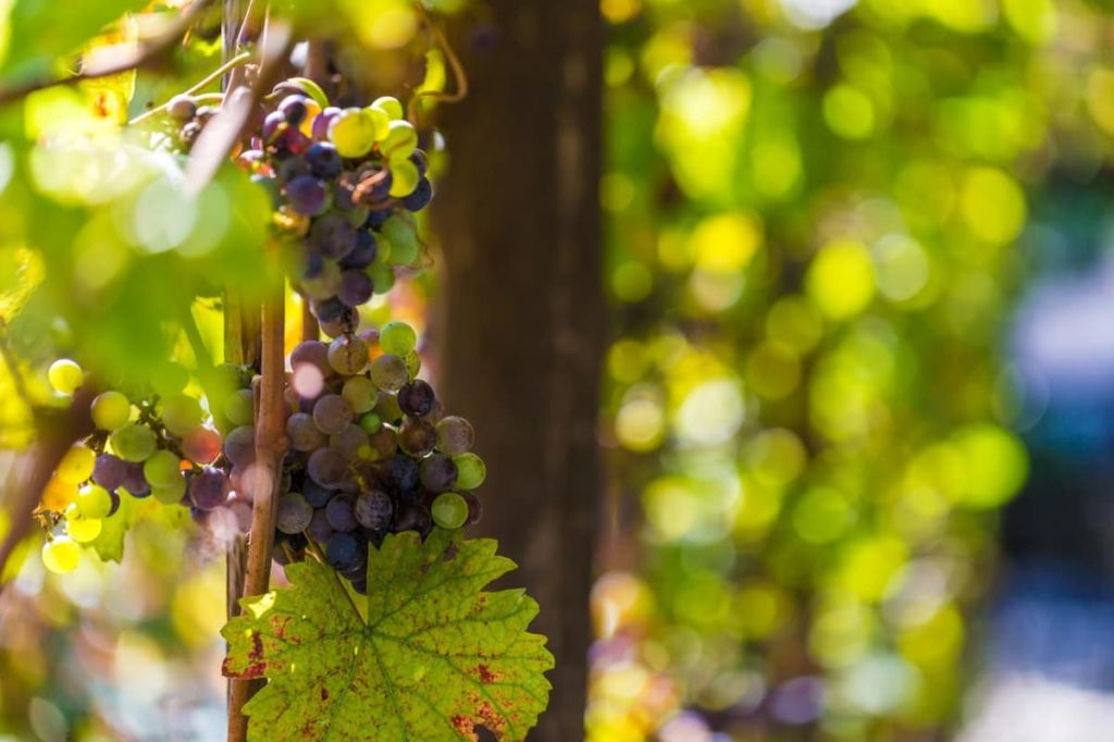 Pompeii Local Wine Tasting with Cellar Tour & Lunch