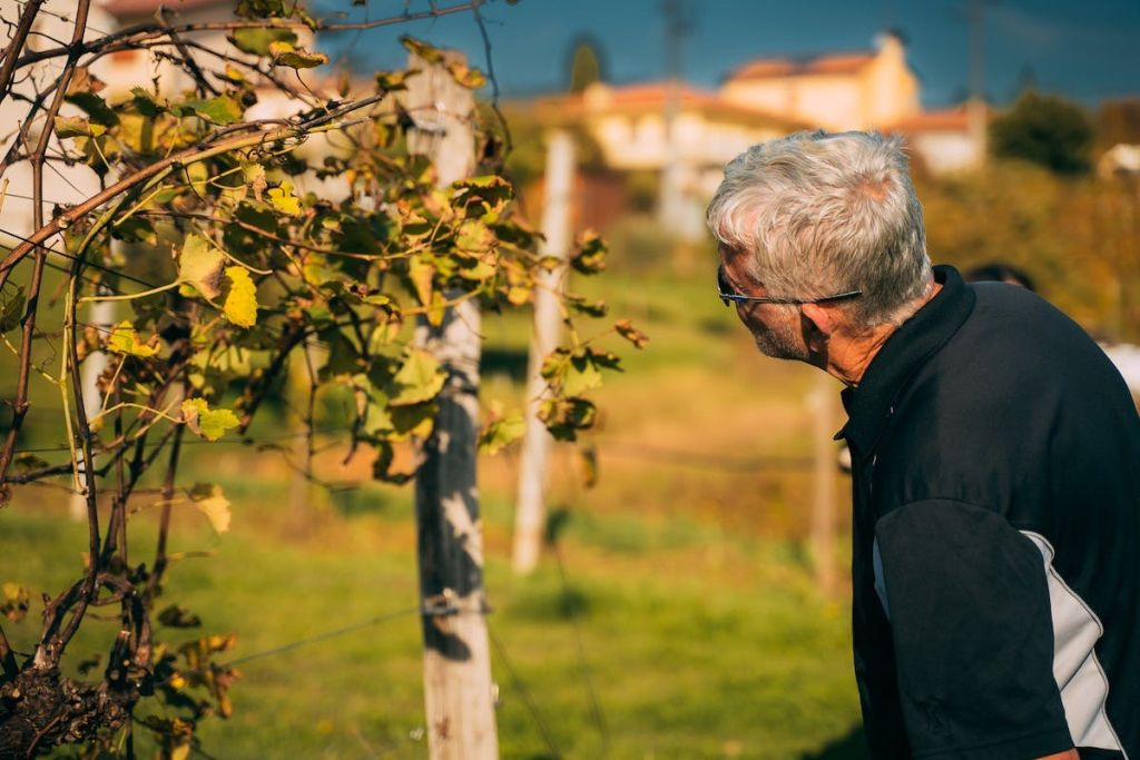 Verona: Prosecco Wine Tour from Venice