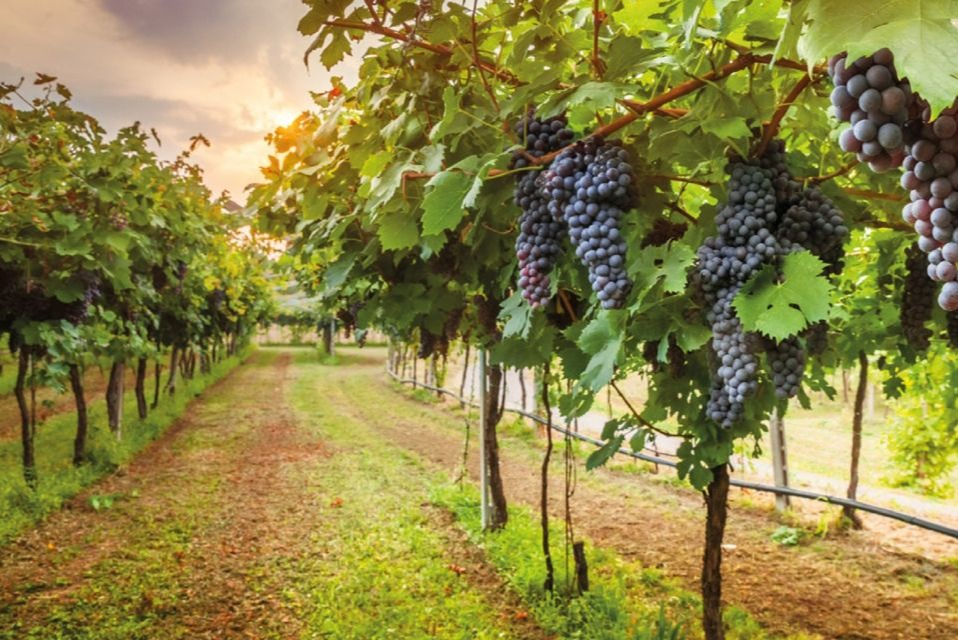 Chianti: Wine Estates Tour With Tastings + Afternoon Day Trip From Florence