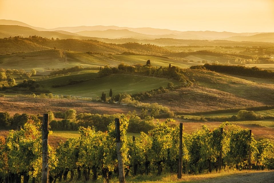 Chianti: Wine Estates Tour With Tastings + Afternoon Day Trip From Florence