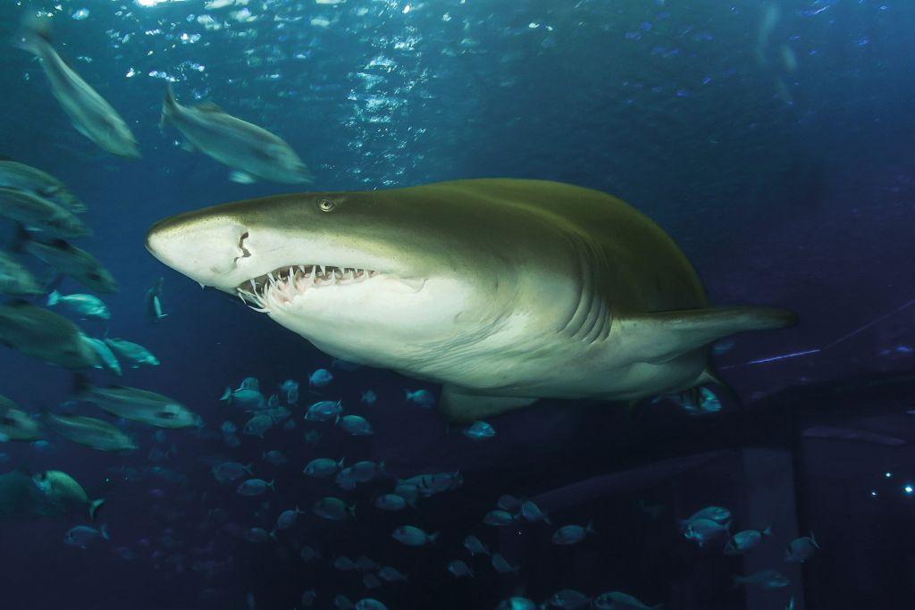 Palma Aquarium